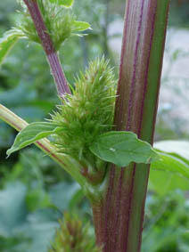 Amaranthus retroflexus